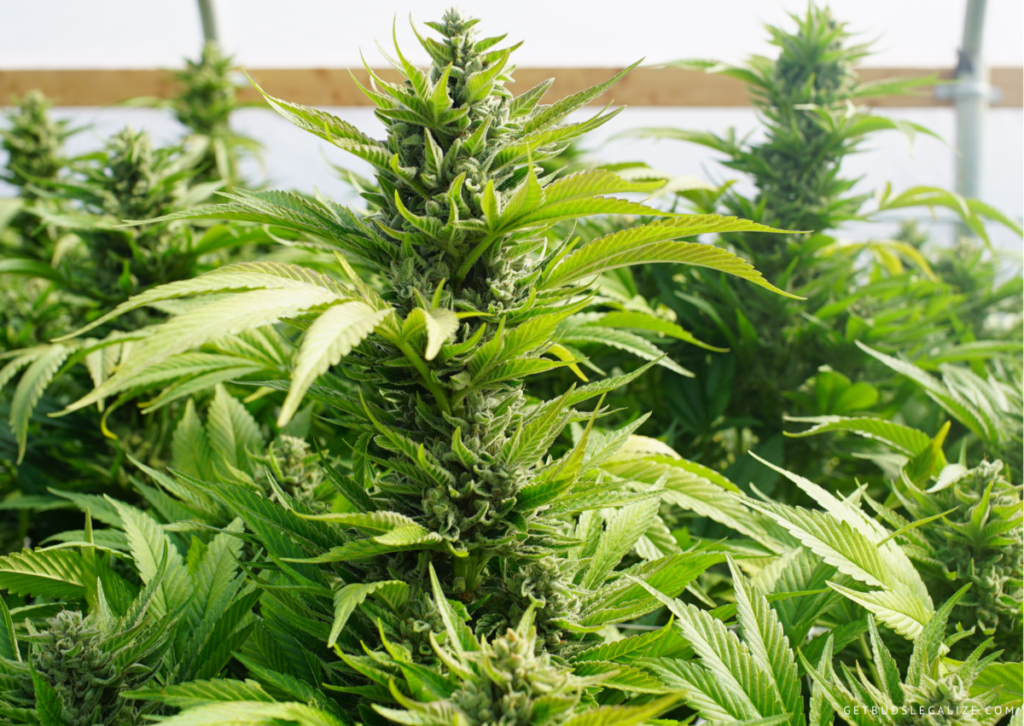 Top 10 Best Low THC High CBD Strains You Can Grow 19 Skunk Dream CBD - THC/CBD 1:26, cannabis seeds