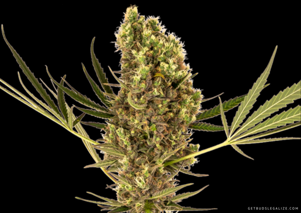 Top 10 Best Low THC High CBD Strains You Can Grow 21 Alpine Delight CBD Automatic - THC/CBD 1:30, cannabis seeds