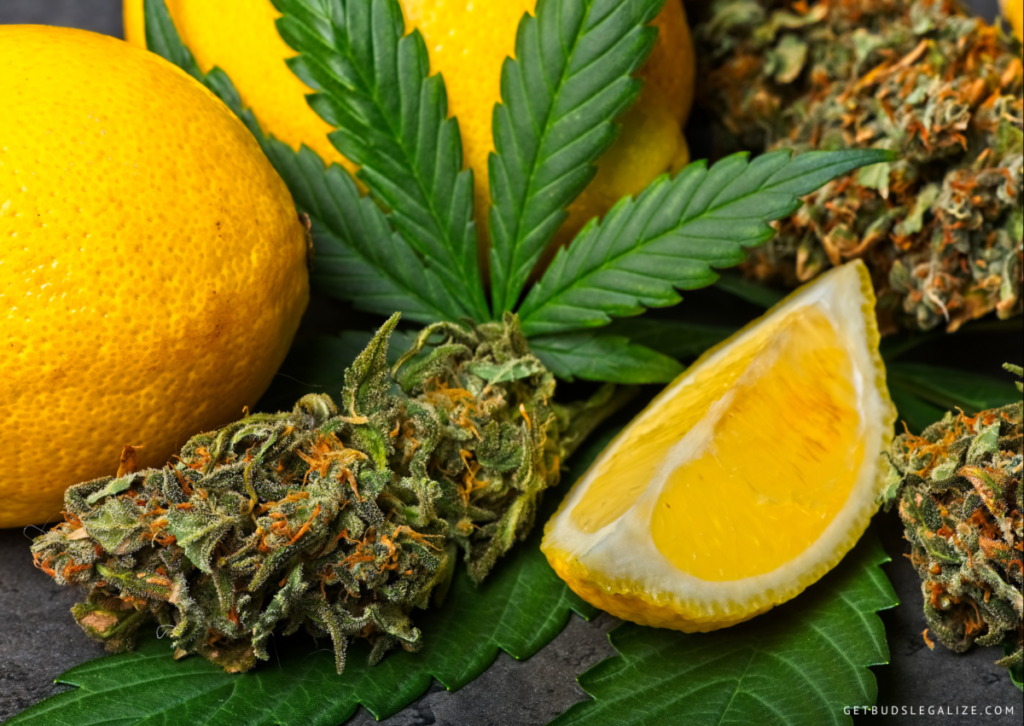 Cannabis Flavonoids vs Terpenes, What Are The Differences?