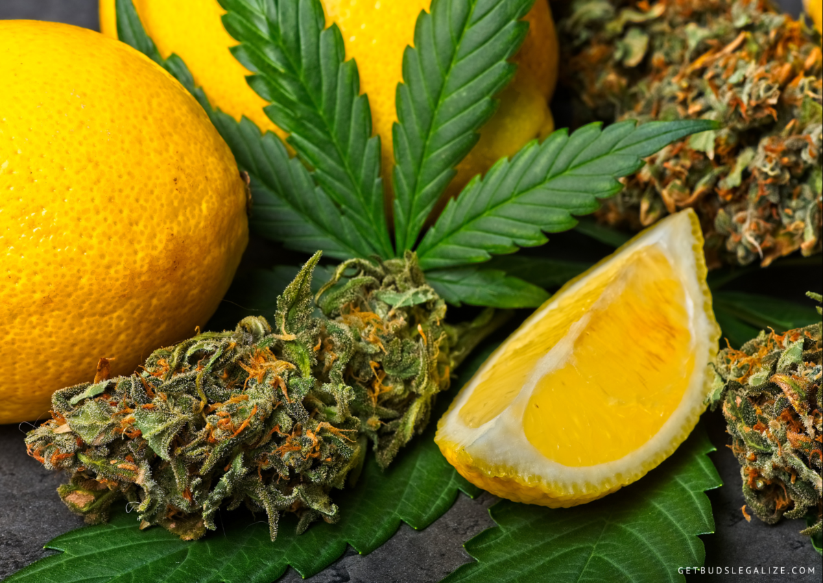 Cannabis Flavonoids: What Are And What Do They Do? A Complete Guide ...