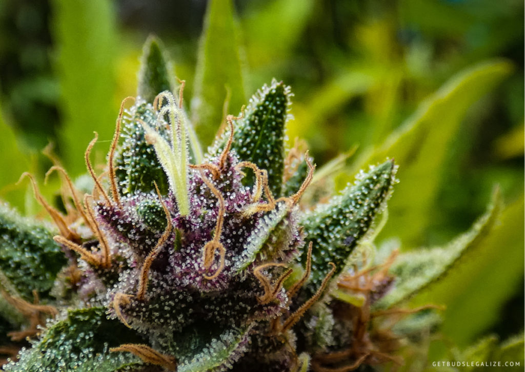 What Are Cannaflavins and What Do They Do? 8 Flavonoids vs Terpenes: What are the differences? Unique and Promising Flavonoids from Cannabis Plant