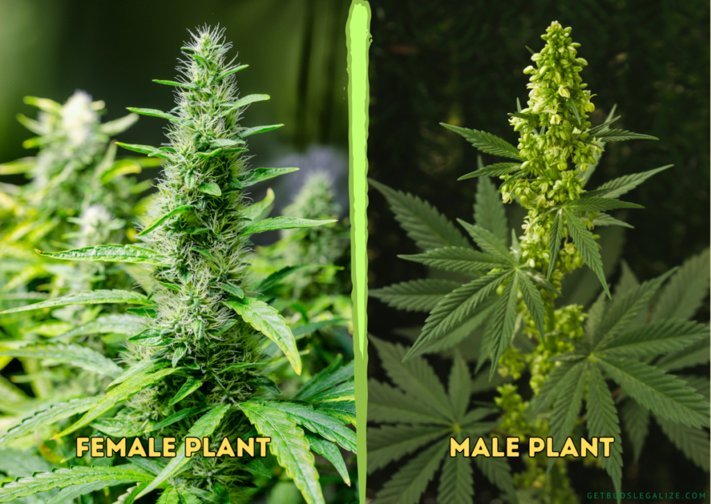 How To Sex Cannabis Plants Before Flowering A Complete Guide 4267