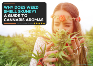 Why Does Weed Smell Skunky? A Guide to Cannabis Aromas