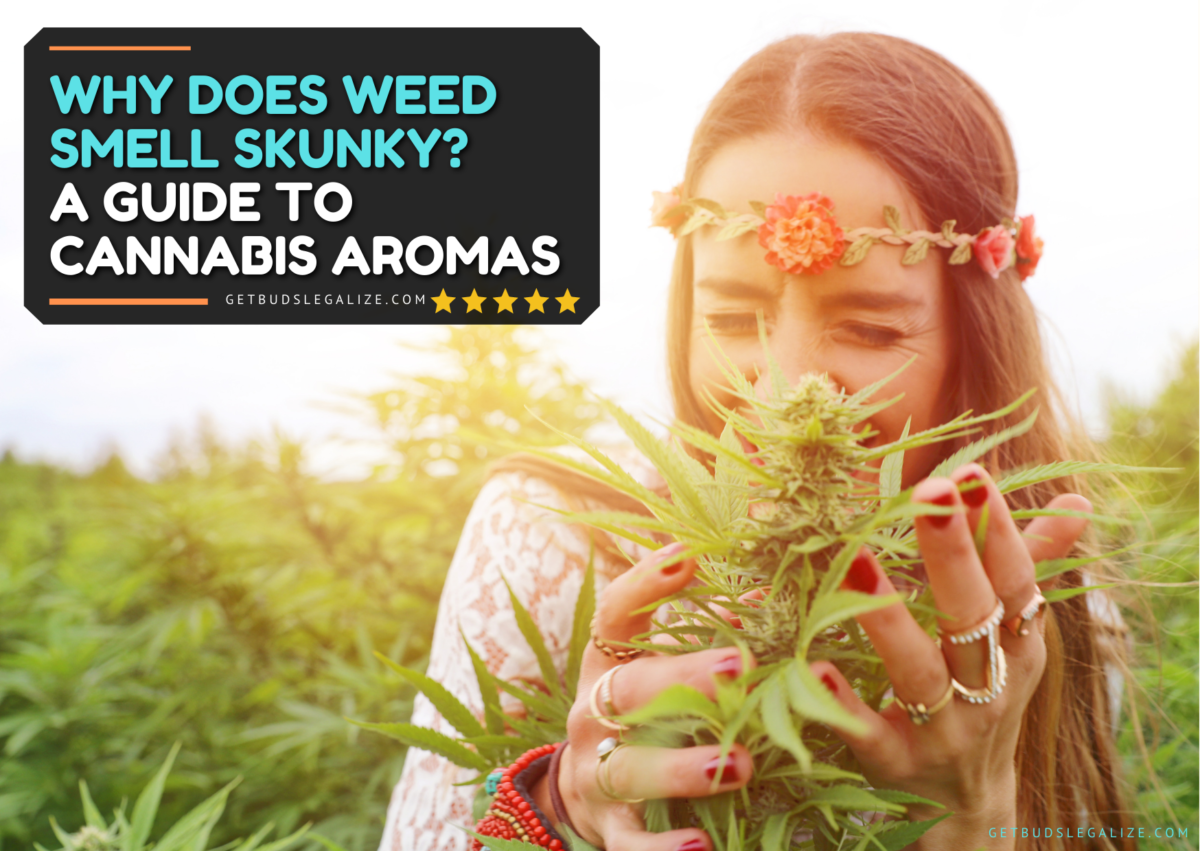 Why Does Weed Smell Skunky? A Complete Guide to Cannabis Aromas