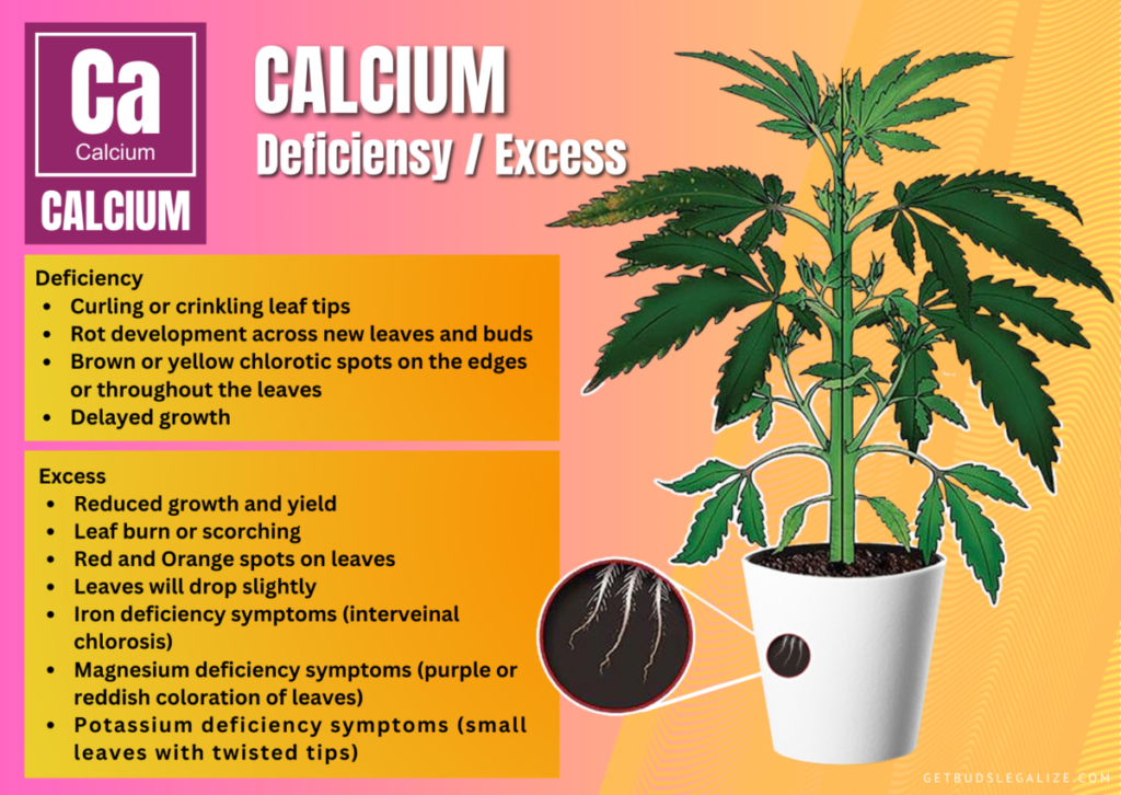 Calcium Deficiency in Cannabis Plants: Causes, Symptoms, and Solutions 15 Calcium Deficiency in Cannabis Plants: Causes, Symptoms, and Solutions
