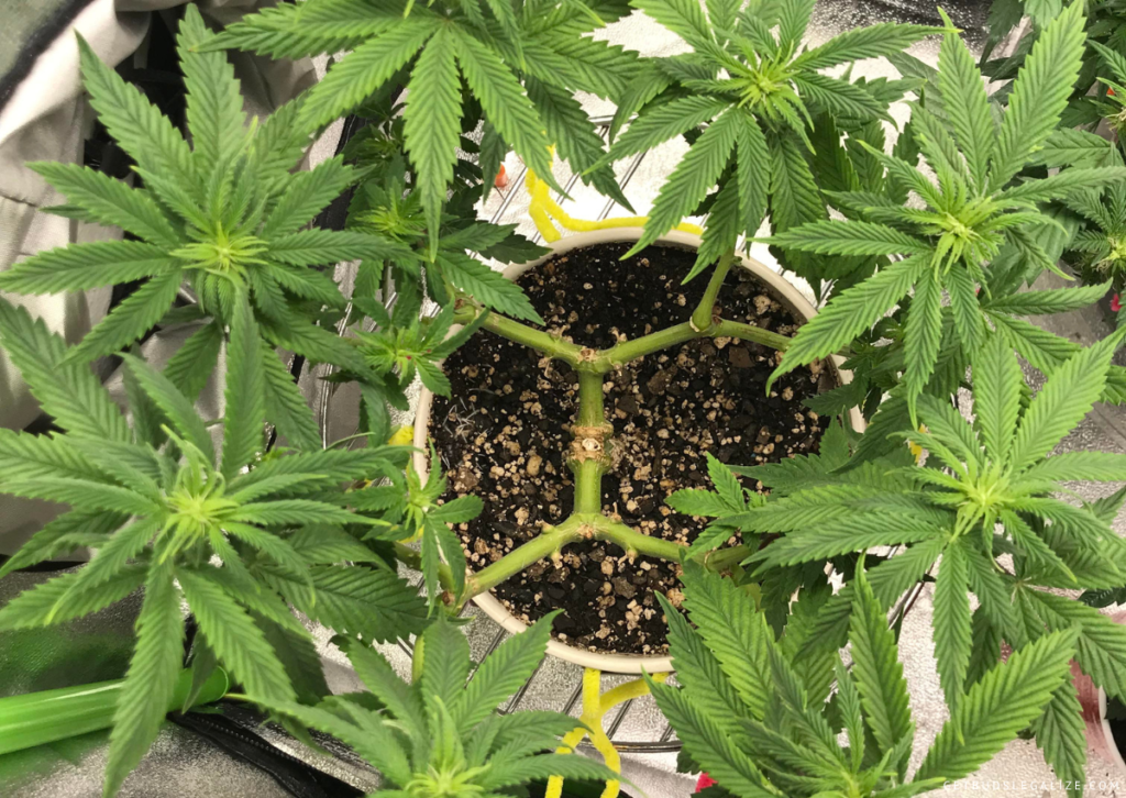 Mainlining marijuana Plants, low stress training techniques