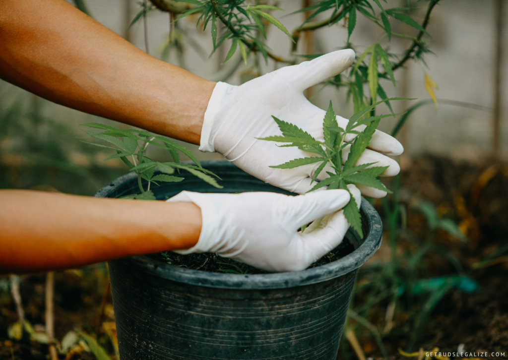 Cannabis Pruning and Training: How to Maximize Yield and Quality of Your Buds