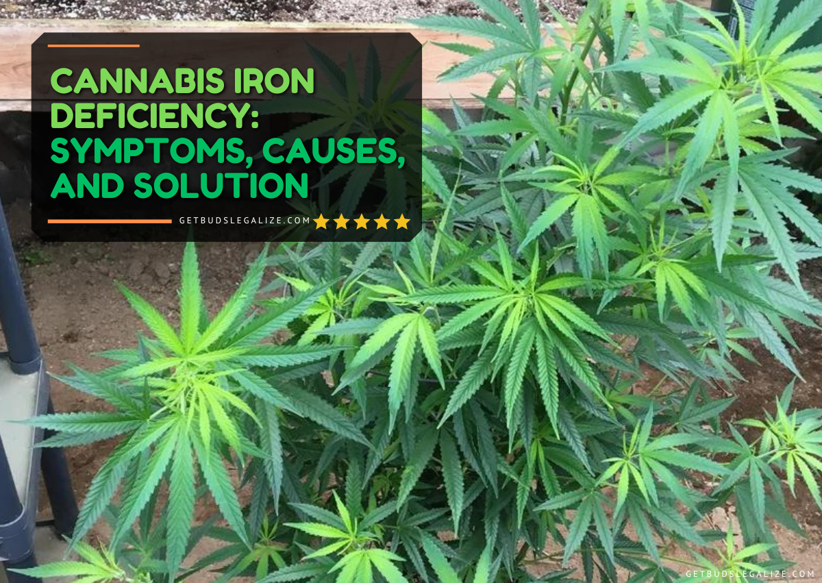 Cannabis Iron Deficiency: Symptoms, Causes, and Solution