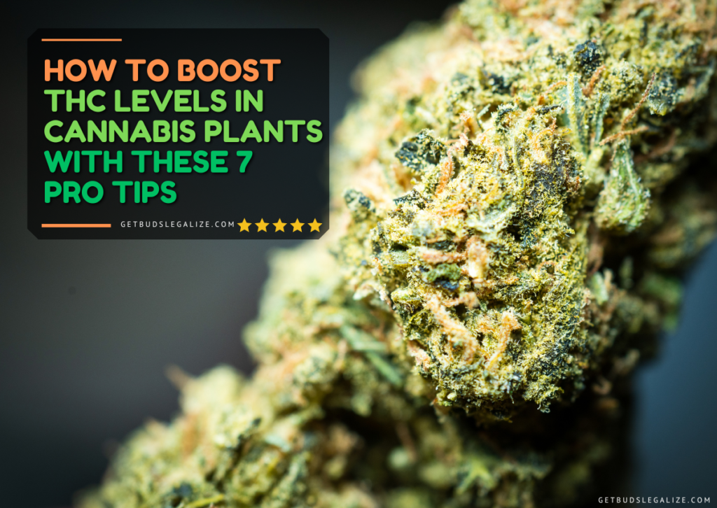 How to Boost THC Levels in Cannabis Plants With These 7 Pro Tips