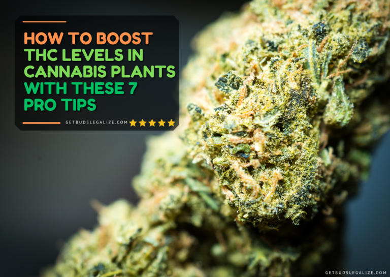 How To Boost THC Levels In Cannabis Plants With These 7 Pro Tips ...