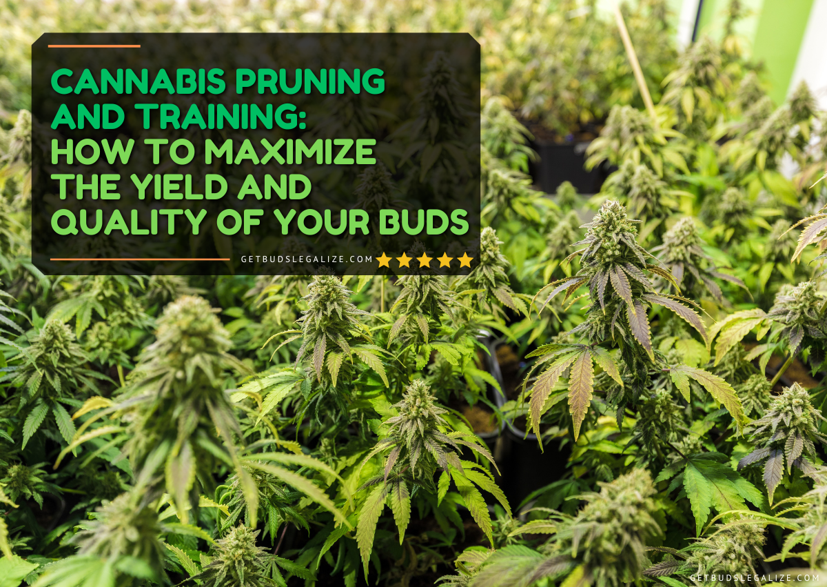 Cannabis Pruning and Training: How to Boost Yield and Quality of Your Buds