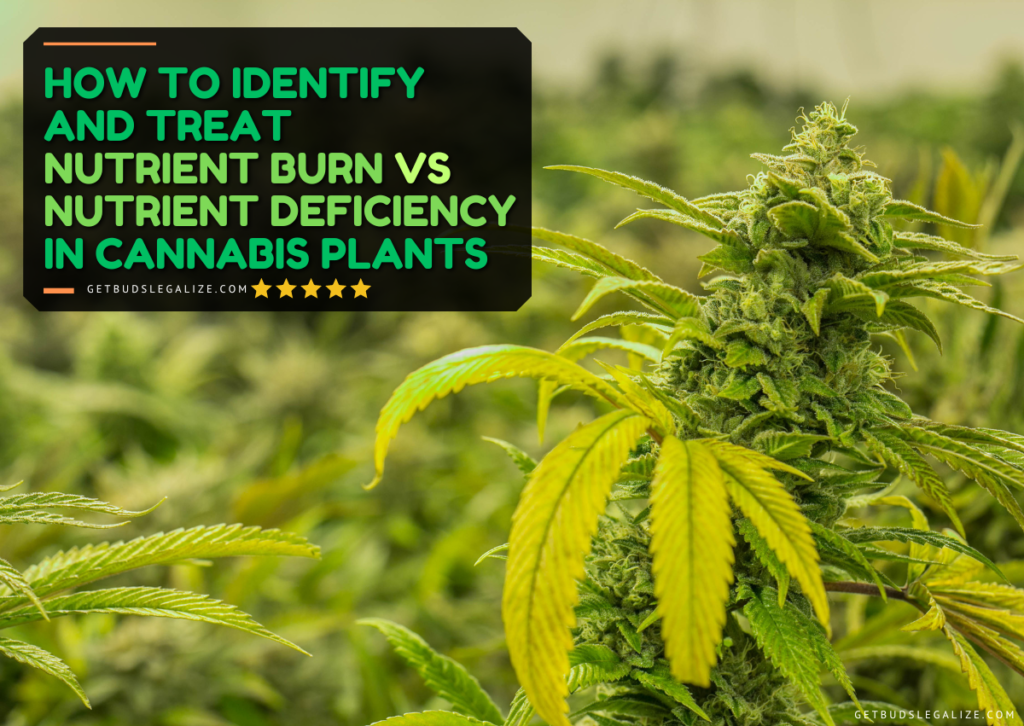How to Identify and Treat Nutrient Burn vs Nutrient Deficiency In Cannabis Plants