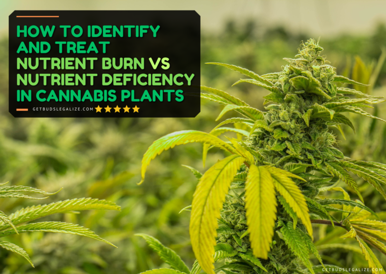 Nutrient Burn vs Nutrient Deficiency In Cannabis Plants ...