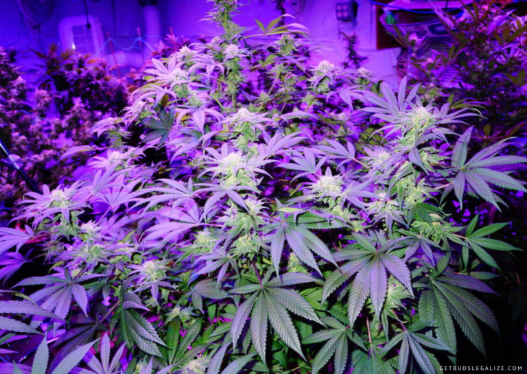 How To Boost THC By Using UV Light On Marijuana Plants ...