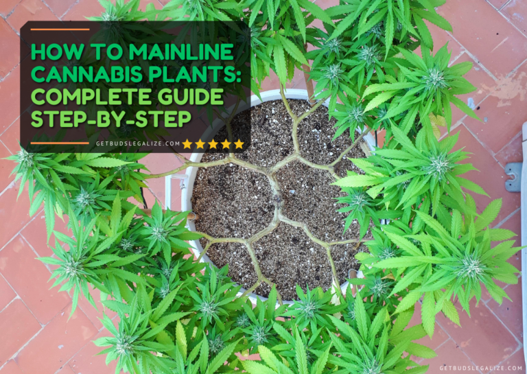 How To Mainline Cannabis Plants: Complete Guide Step-by-Step ...