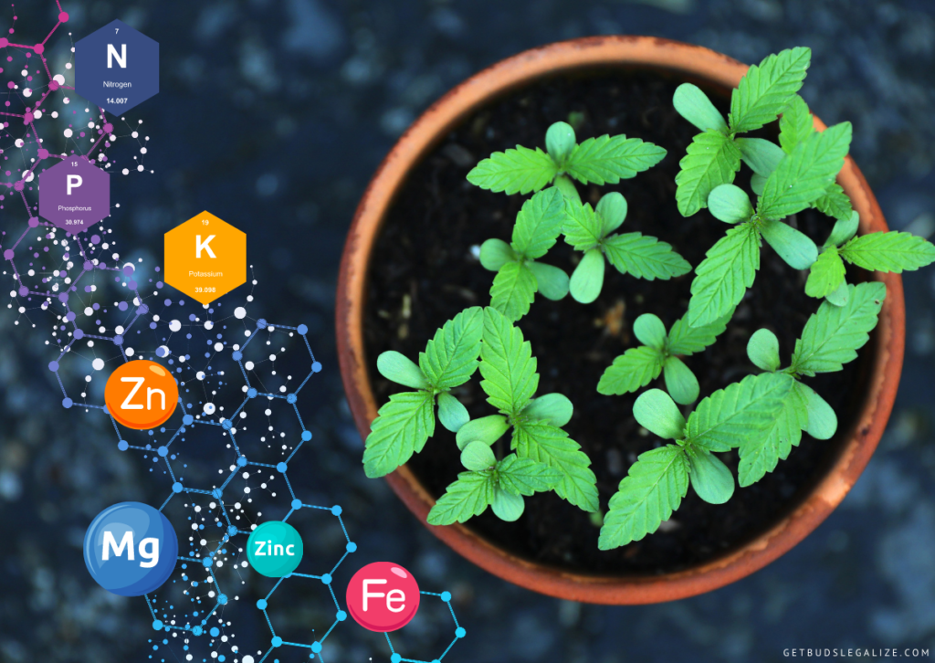 General Cannabis Feeding Schedule: What and When to Feed Your Plants