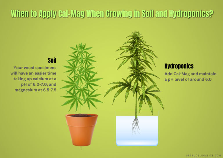 Cannabis Cal Mag Deficiency: All You Need to Know to Fix ...