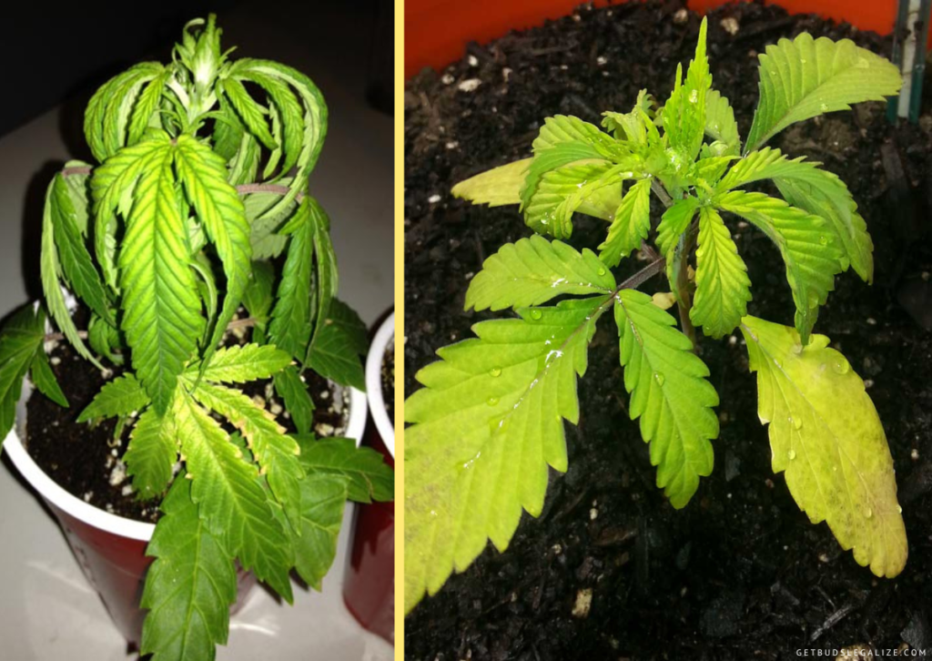 Cannabis Overwatering vs Underwatering: How to Find the Right Balance ...