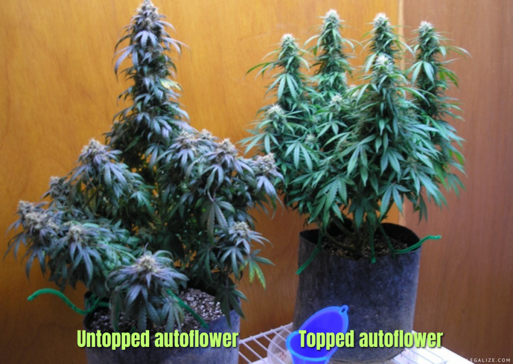 Are Topping autoflowers Plants A Good Or Bad Idea?