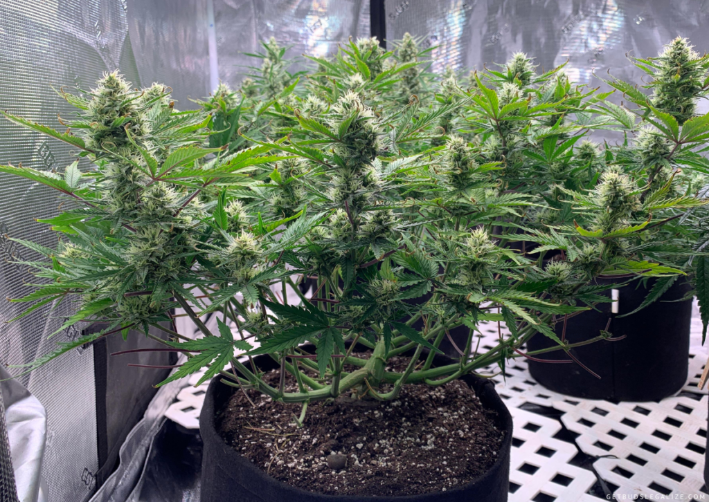 Are Topping autoflowers Plants A Good Or Bad Idea?