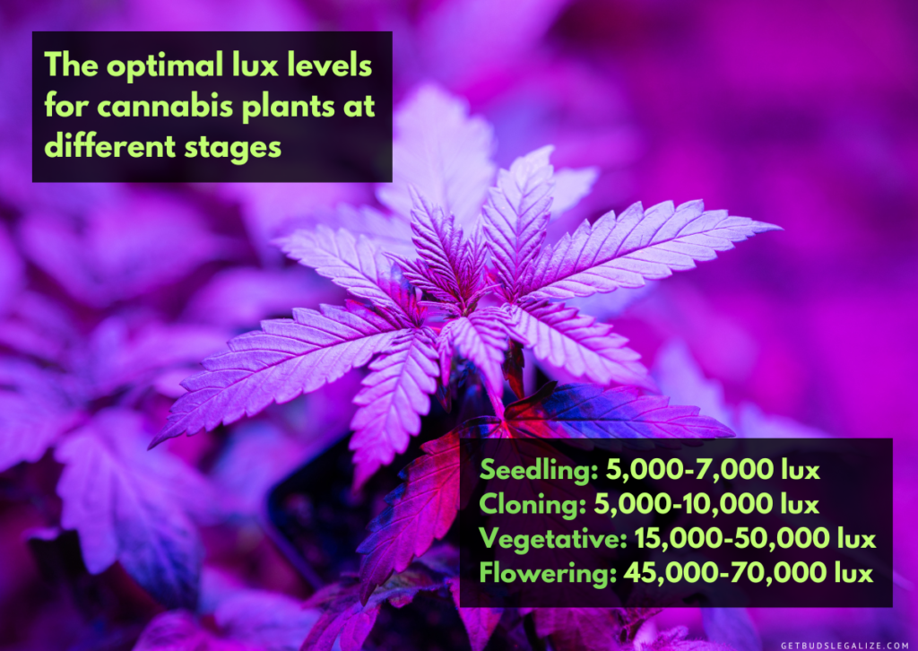How To Use A Lux Meter to Maximize The Yield Of Your Cannabis Plants! 8 How To Use A Lux Meter to Maximize The Yield Of Your Cannabis Plants!
