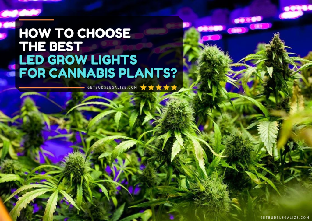 How to Choose The Best LED Grow Lights for Cannabis Plants ...