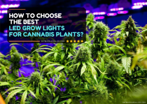 How to Choose The Best LED Grow Lights for Cannabis Plants?