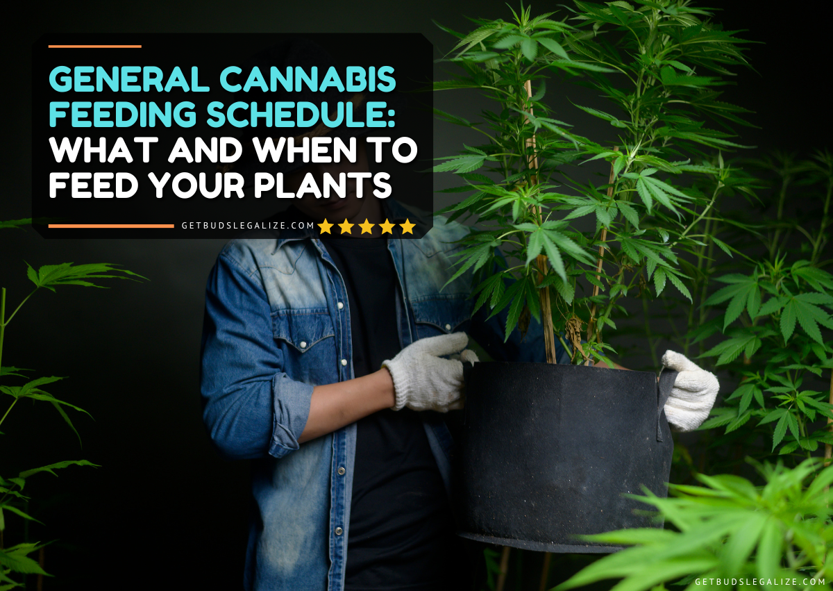 General Cannabis Feeding Schedule: What and When to Feed Your Plants