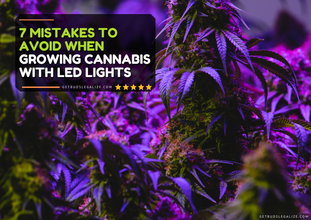 7 Mistakes to Avoid when Growing Cannabis with LED Lights
