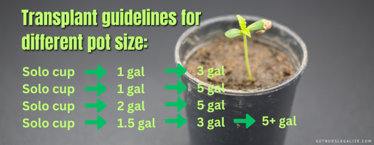 Cannabis Overwatering Vs Underwatering: How To Find The Right Balance 