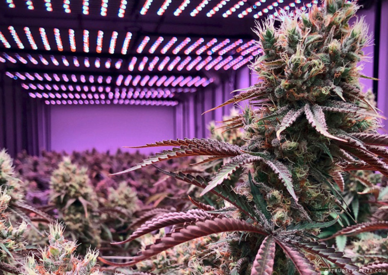 How To Choose The Best LED Grow Lights For Cannabis Plants ...