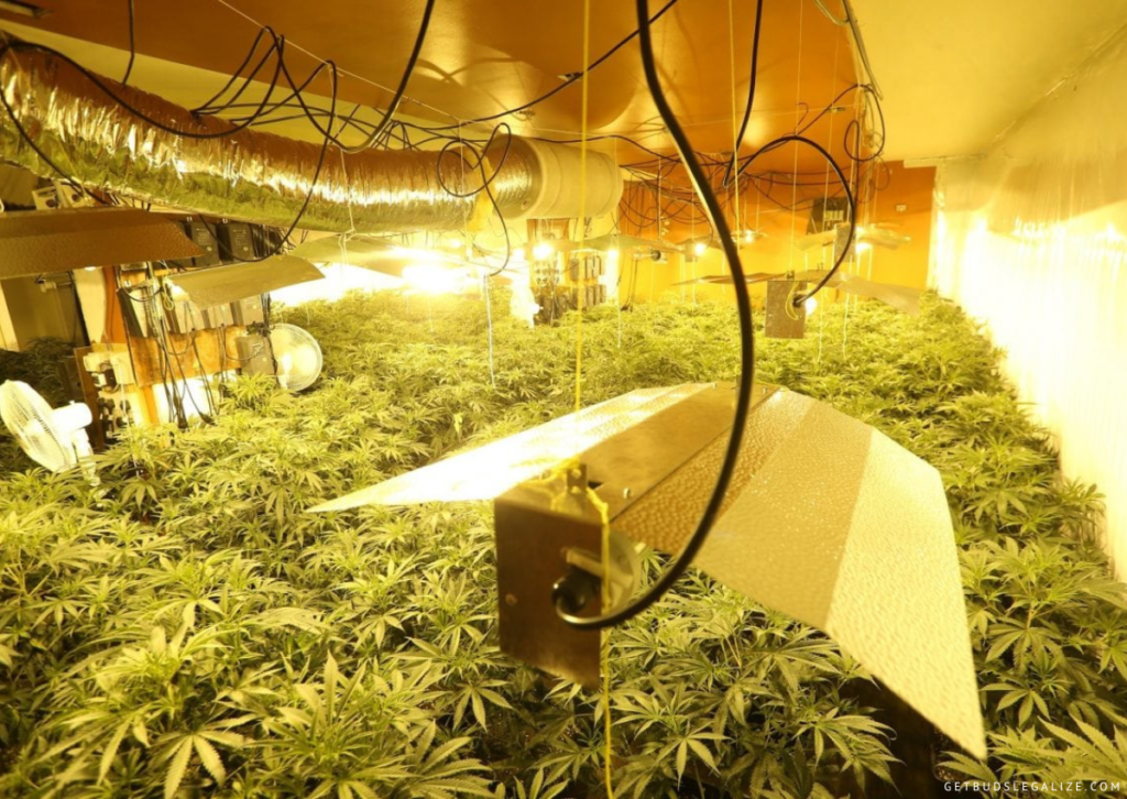 Cannabis Grow Tent Ventilation Guide: How to Calculate Your Needs? 9 Cannabis Grow Tent Ventilation: How to Calculate Your Needs?