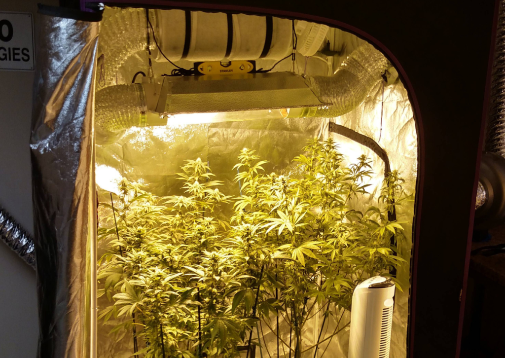Cannabis Grow Tent Ventilation Guide: How to Calculate Your Needs? 5 Cannabis Grow Tent Ventilation: How to Calculate Your Needs?