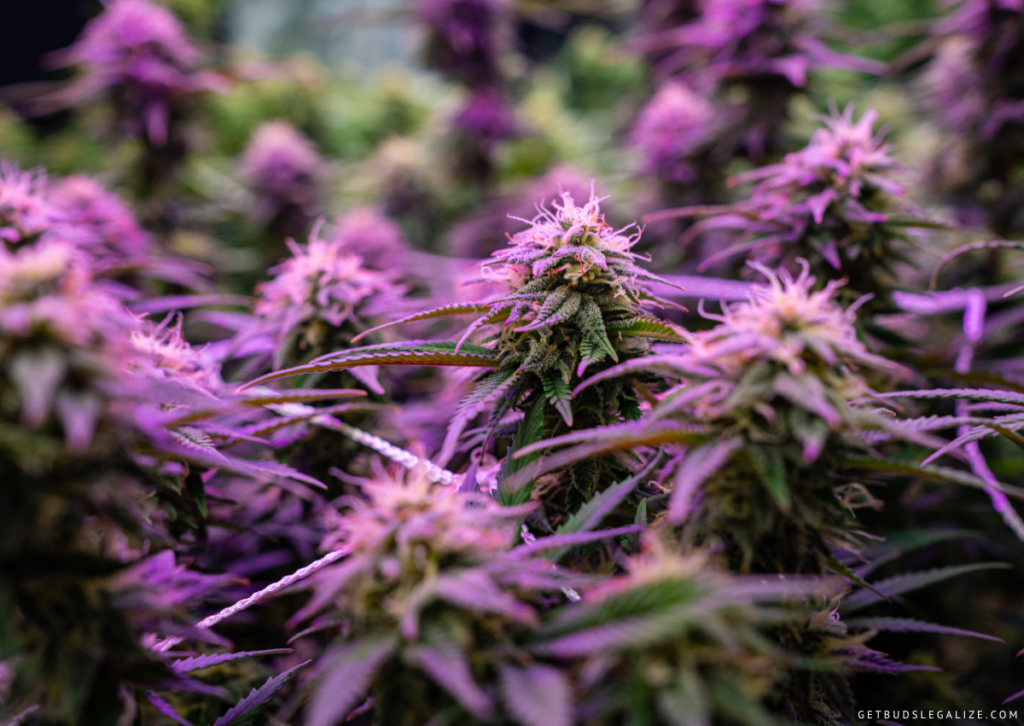 7 Mistakes to Avoid when Growing Cannabis with LED Lights 7 7 Mistakes to Avoid when Growing Cannabis with LED Lights