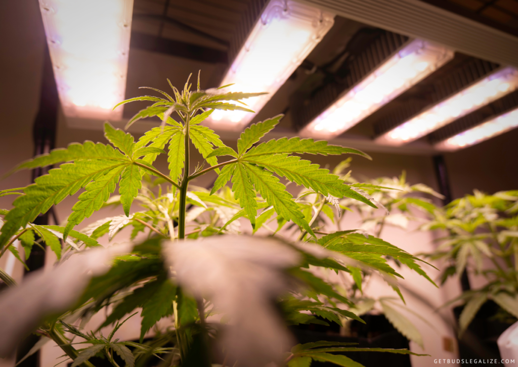 7 Mistakes to Avoid when Growing Cannabis with LED Lights 10 7 Mistakes to Avoid when Growing Cannabis with LED Lights