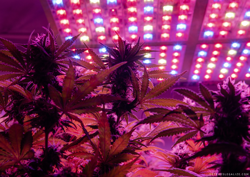 7 Mistakes to Avoid when Growing Cannabis with LED Lights 13 7 Mistakes to Avoid when Growing Cannabis with LED Lights
