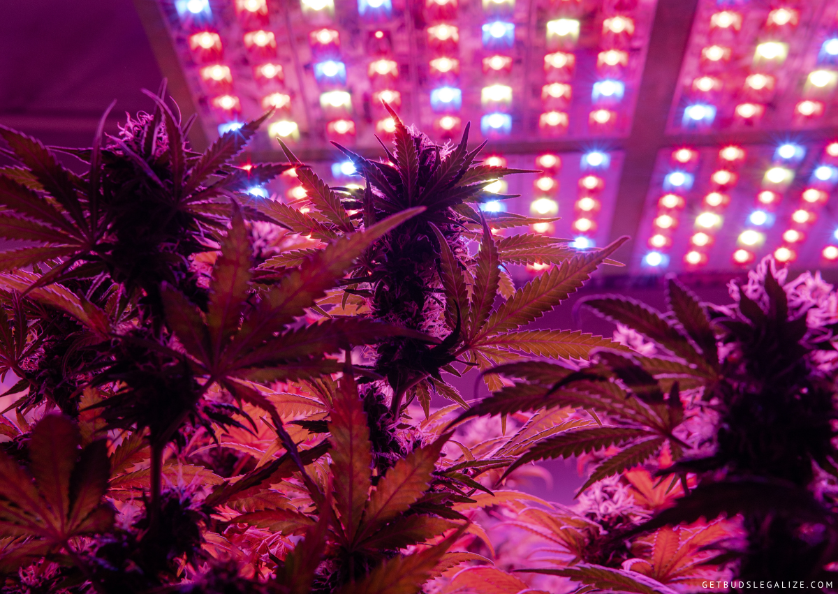 7 Mistakes to Avoid when Growing Cannabis with LED Lights ...