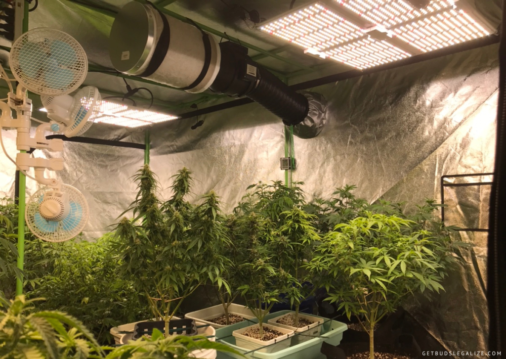 Cannabis Grow Tent Ventilation Guide: How to Calculate Your Needs? 13 Cannabis Grow Tent Ventilation: How to Calculate Your Needs?