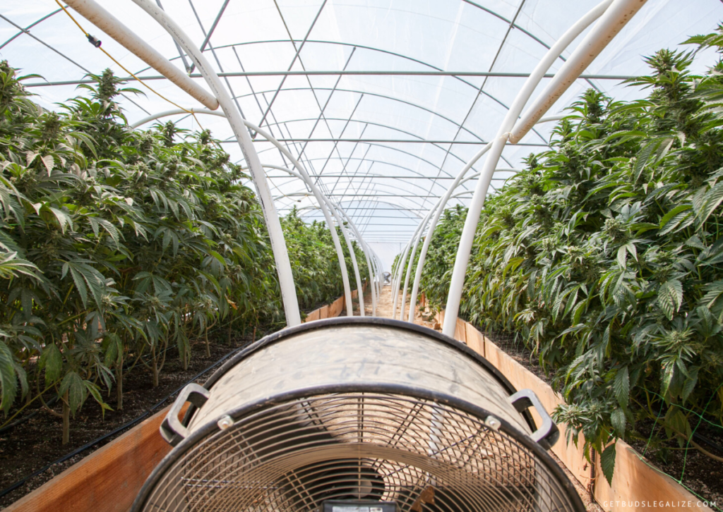 Cannabis Grow Tent Ventilation Guide: How to Calculate Your Needs? 17 How to Ventilate a marijuana Greenhouse, cannabis grow, marijuana plants