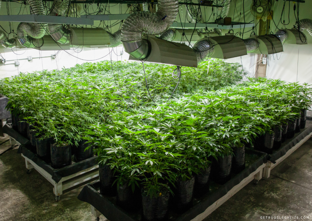 Cannabis Grow Tent Ventilation Guide: How to Calculate Your Needs? 20 How to Ventilate a Basement Grow room, growing marijuana, cannabis grow