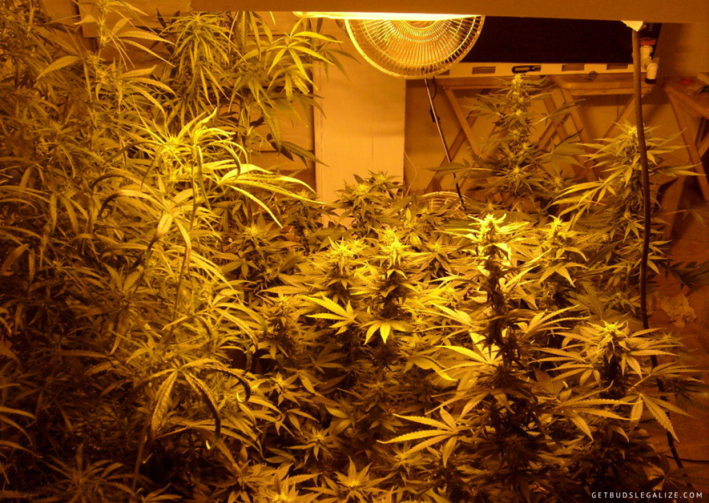 Cannabis Grow Tent Ventilation Guide: How to Calculate Your Needs? 21 cannabis Air Flow And Ventilation Tips, growing marijuana indoor