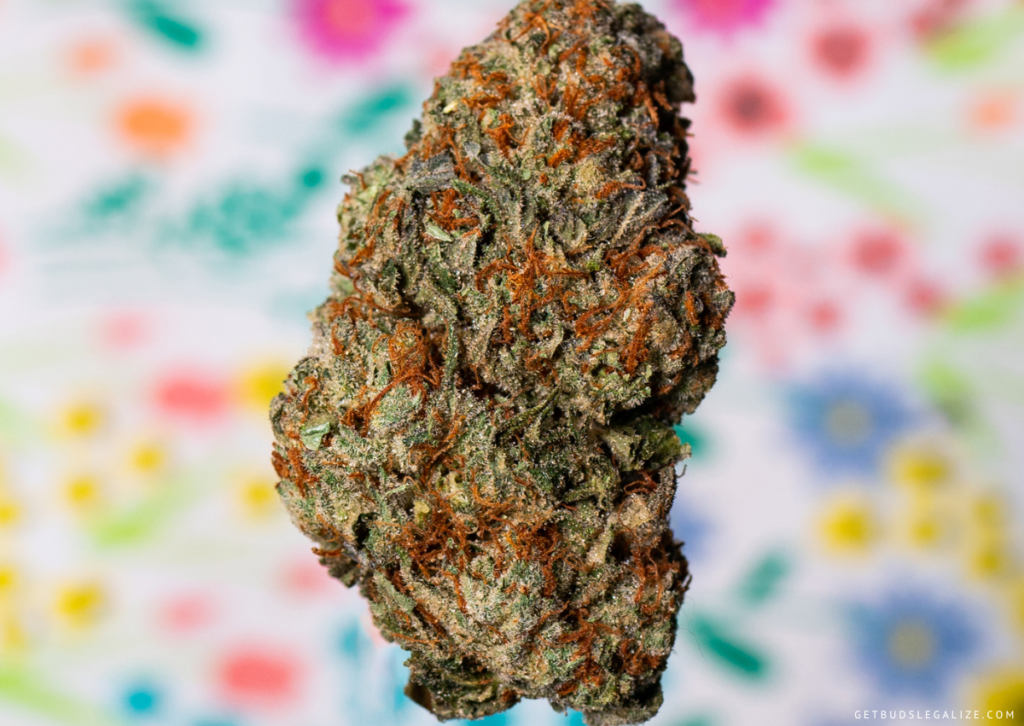 Can Cannabis Replace Opioids Medications for Pain Relief? 8 Can Cannabis Replace Opioids Medications for Pain Relief?, best cannabis strain for pain