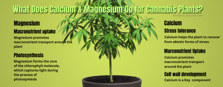 Cannabis Cal Mag Deficiency: All You Need to Know to Fix ...