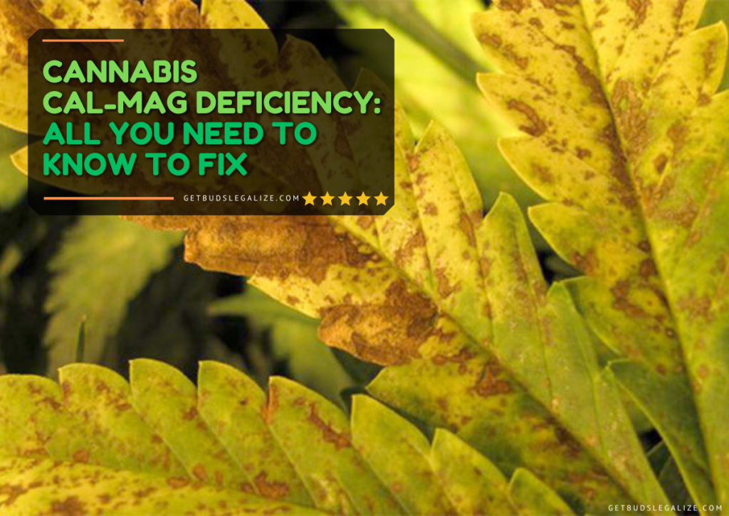 Cannabis Cal Mag Deficiency: All You Need to Know to Fix