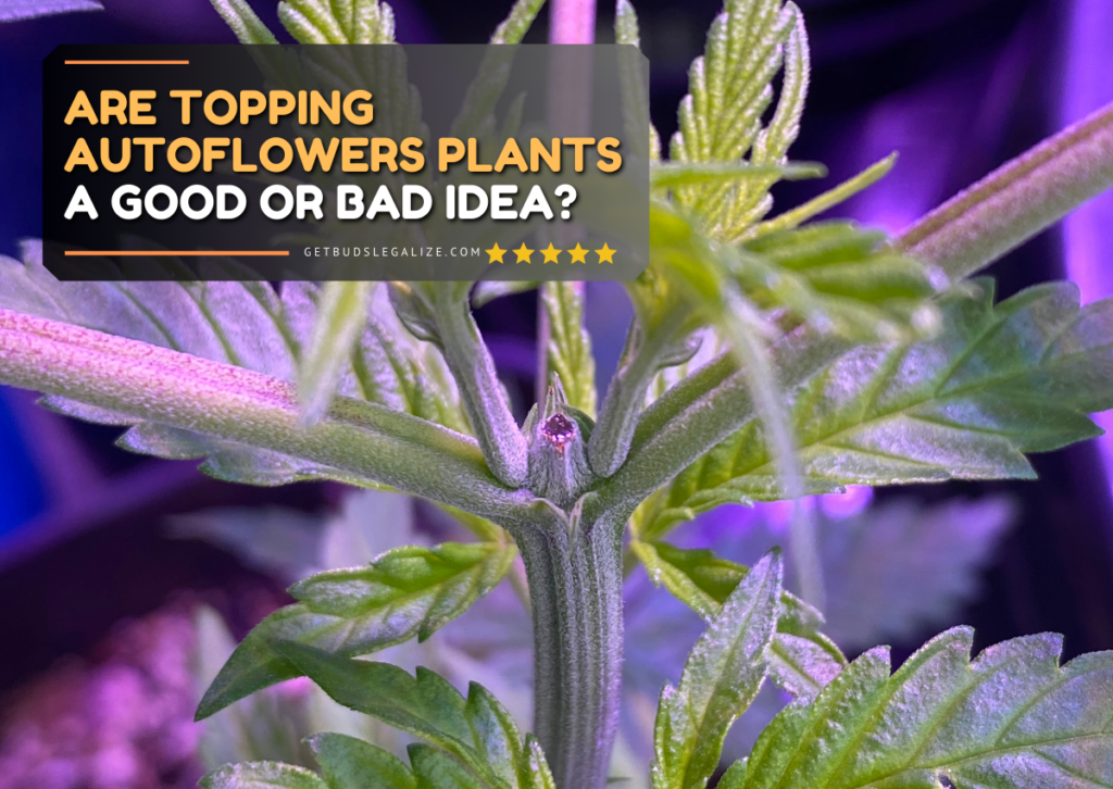 Are Topping Autoflowers Plants A Good Or Bad Idea? - GetBudsLegalize.com