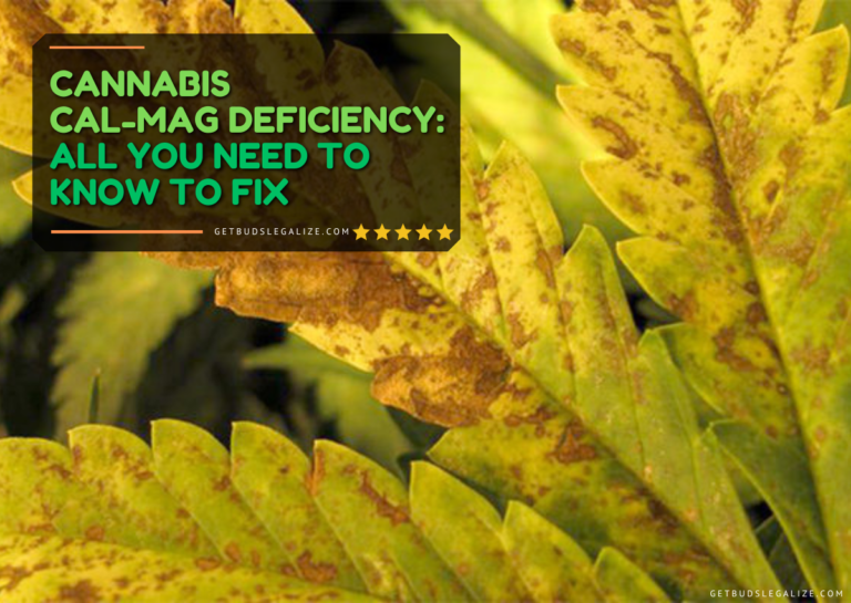 Cannabis Cal Mag Deficiency: All You Need to Know to Fix ...