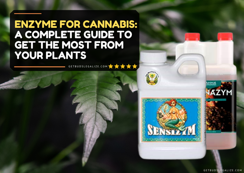 Enzyme for Cannabis: A Complete Guide To Get The Most From Your Plants