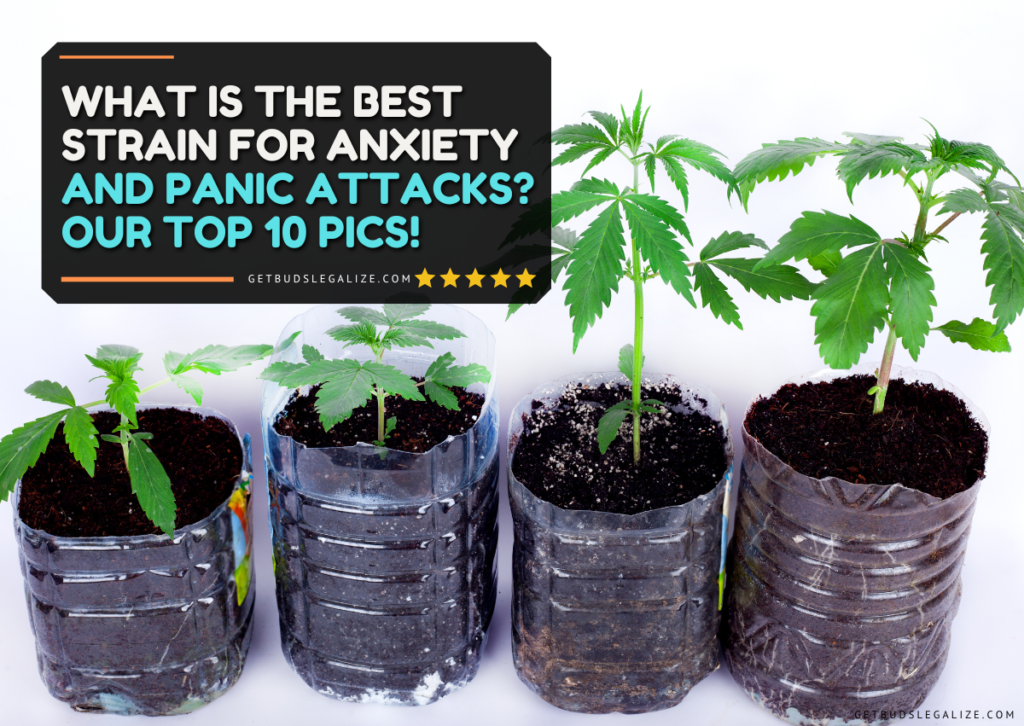 What Is The Best Strain for Anxiety and Panic Attacks? Our Top 10 Pics!