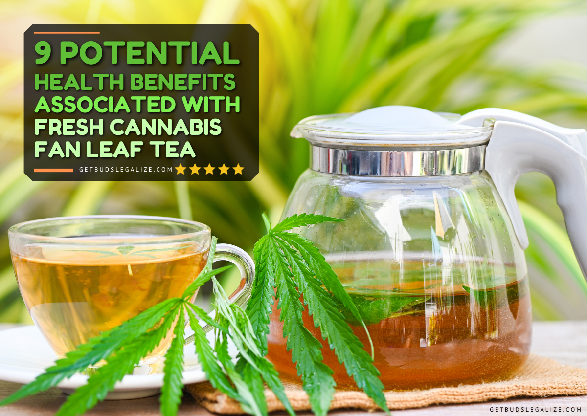 9 Potential Health Benefits of Fresh Cannabis Fan Leaf Tea
