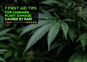 7 First Aid Tips for Cannabis Plant Damage Caused by Rain
